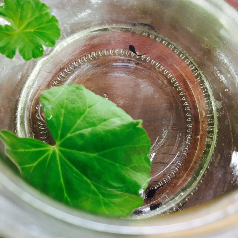 IMG_9427(20170401-085657).jpg IMG_9427(20170401-085657).jpg